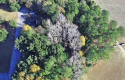 Bugleflower Lane, St. Matthews, SC 29135