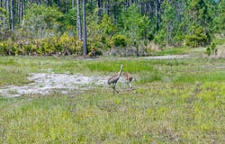 Carter Street, Bunnell, FL 32110