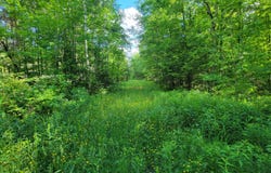 ON HUNTING RIVER RD, Elcho, WI 54428