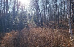 3455W Hwy. 182, Springstead, WI 54547