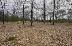 30R River Birch Drive, Guy, AR 72061