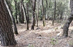 Upper River Ave. lot: 6 Blk, Dunsmuir, CA 96025