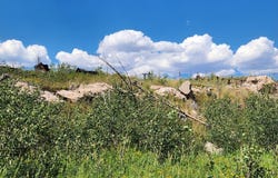 529 Quartz Rd, Bellvue, CO 80512