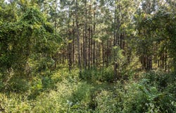 185TH RD., Live Oak, FL 32060