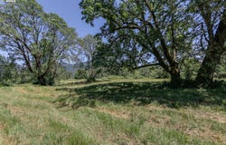 Delight Valley Schl Rd, CottageGrove, OR 97424