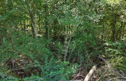 Fezzell Road, Decatur, TN 37322