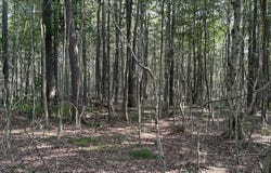 Bellasylva Road, Forkston, PA 18614