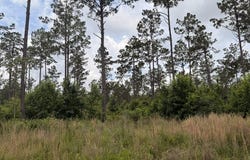 County Road 2468, Douglassville, TX 75560