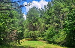 BEARD LANE, Nauvoo, AL 35578