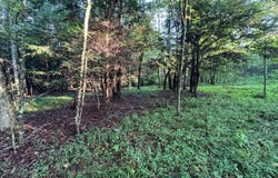 Davis Rd lot: 4-7, Deer Lodge, TN 37726