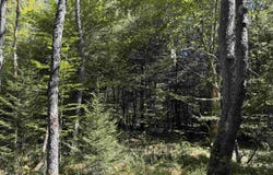 16 Black Bear Trail, Davis, WV 26260
