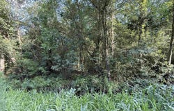 Wolf Pit Bay Rd., Nichols, SC 29581