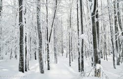Whipporwill Drive & Badger, Bushkill, PA 18324