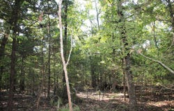 JEB ROAD lot: 38, Flippin, AR 72634