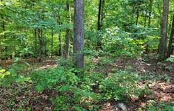 Weanock Lane lot: 74, Ebony, VA 23845