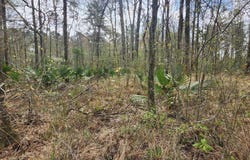 37316 Reinninger Rd, Denham Springs, LA 70706