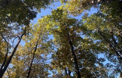 Jensen Road, Mountain View, AR 72560