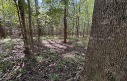 County Road 38, Safford, AL 36728