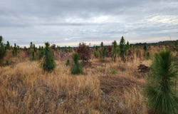 Tract 10 Park Road, Cassatt, SC 29032