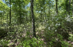 Aspen Ct 808, Cresco, PA 18326