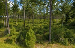 County Road 33, Ashford, AL 36312