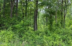 Terry Road, Cedar Grove, TN 38321