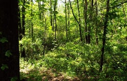 Mockingbird Lane, Sylva, NC 28779
