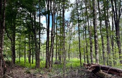 1.3 Tannery Rd, Western, NY 13486