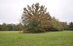 6644 Cr 4020, TIMPSON, TX 75975