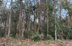 Ellisville Blvd, LAUREL, MS 39440
