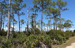 Museum Dr, Cedar Key, FL 32625