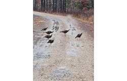 40220 Reece Creek Rd, Bigelow, AR 72016