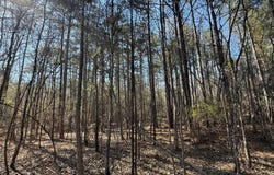 Markham Road, Bradley, SC 29819