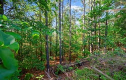 44 Watsons Way, Broken Bow, OK 74728