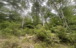 BEAR DR E, OAKLAND, MD 21550
