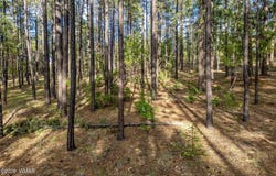 15 County Road 2083, Alpine, AZ 85920