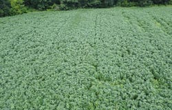 Levee RD, Yokena, MS 39180