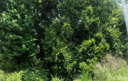 Frink Street, Cayce, SC 29033