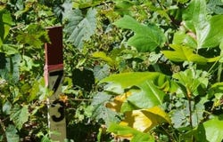 Tomahawk Rd lot: 73, Jamestown, TN 38556