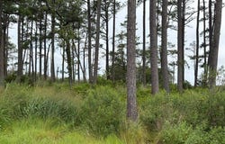 RIDGE RD lot: 9, BLOXOM, VA 23308
