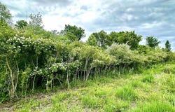 VL BRAIDWOOD PARCEL 4 Road, Riley, MI 48041