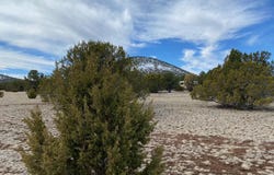 7378 Tulip Trail, Williams, AZ 86046
