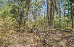 Bradby Blvd, Baldwin, MI 49304