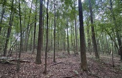 18 County Road 48, Ranburne, AL 36264