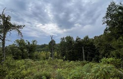 Fernwood Drive, Theodosia, MO 65761