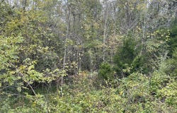 Shepperd lot: 51, Nancy, KY 42544