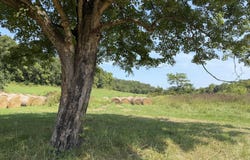 1189 County Road 428, Redford, MO 63665