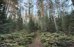 3379 Hehir Trail, Grayling, MI 49738