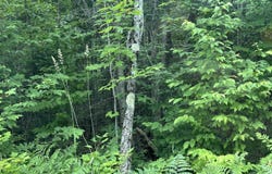 On FR 484 (aka Camp 3 Rd), Wakefield, MI 49968