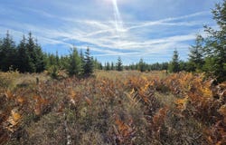 Timberline Heights, Parcel 4, Weippe, ID 83553